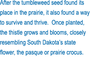 After the tumbleweed seed found its place in the prairie, it also found a way to survive and thrive  Once planted, th   